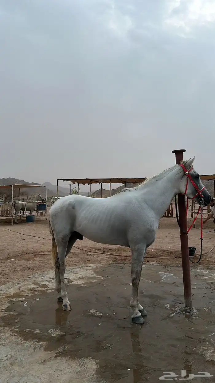 خيل شعبي 1