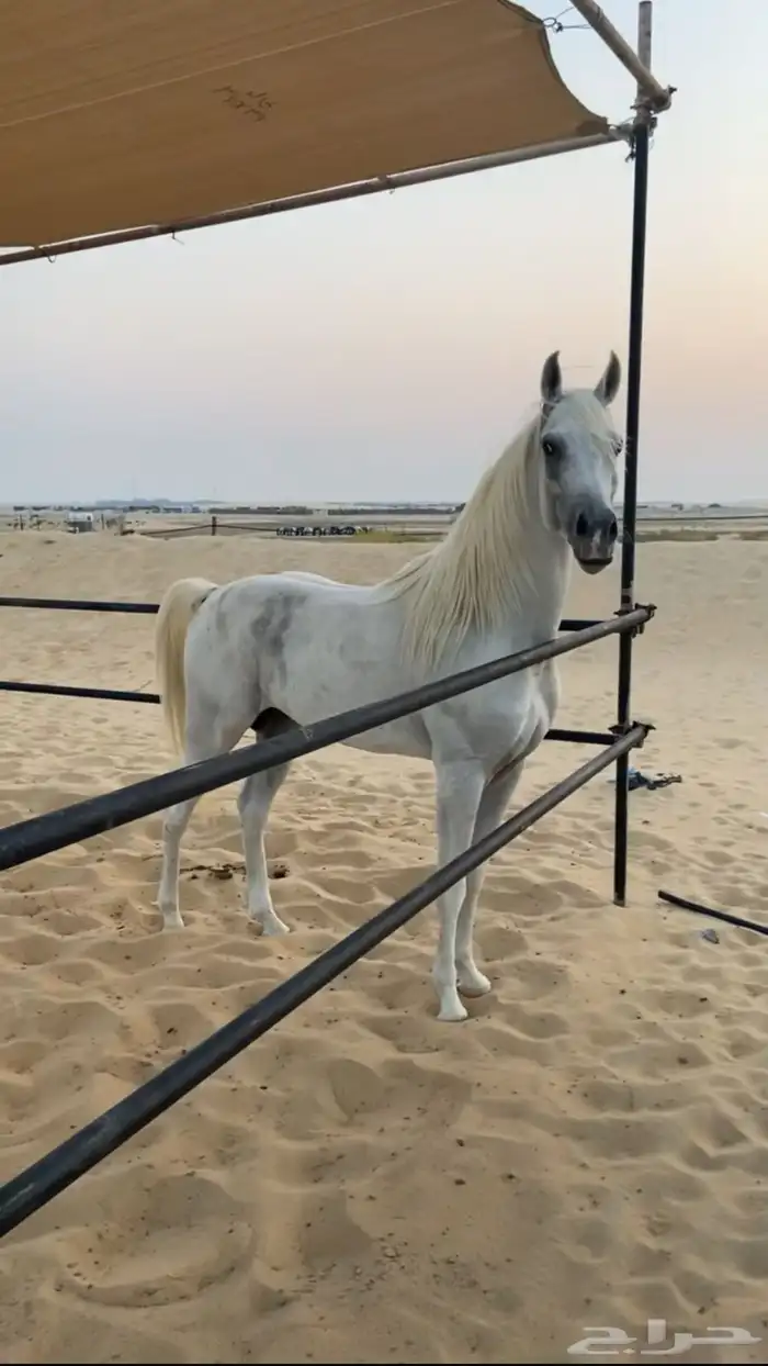 حصان 0