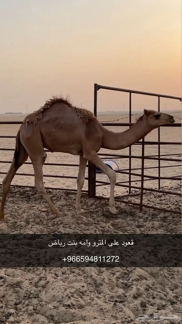 عمانيات هجن 0