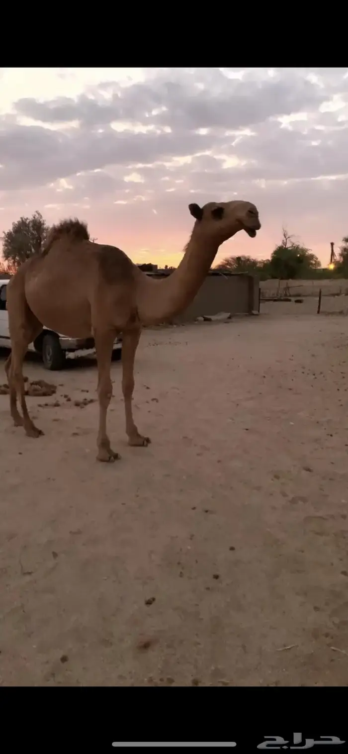 بعير احمر للبيع 2