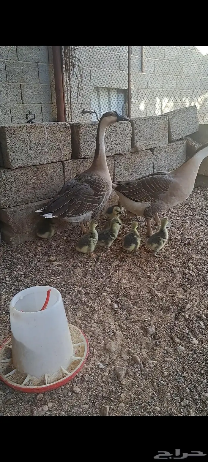 وز عراقي اصل للبيع . 0