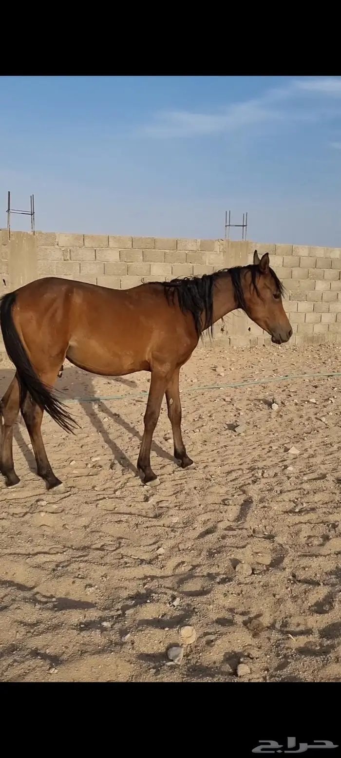 مهر أصيل للبيع 1