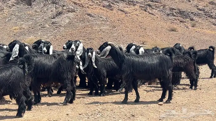 جفار عوارض صنف طيبه 2