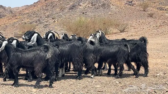 جفار عوارض صنف طيبه 8