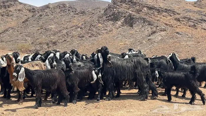 جفار عوارض صنف طيبه 5