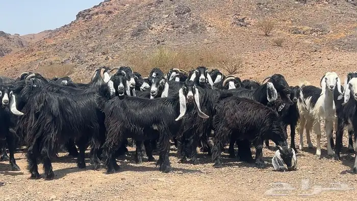 جفار عوارض صنف طيبه 4