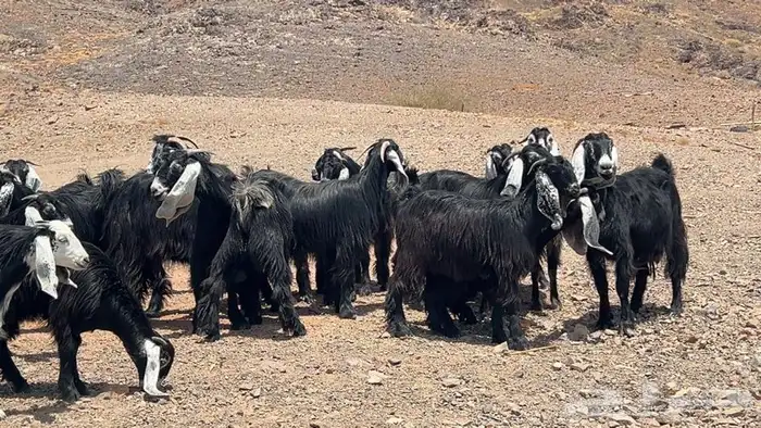 جفار عوارض صنف طيبه 1