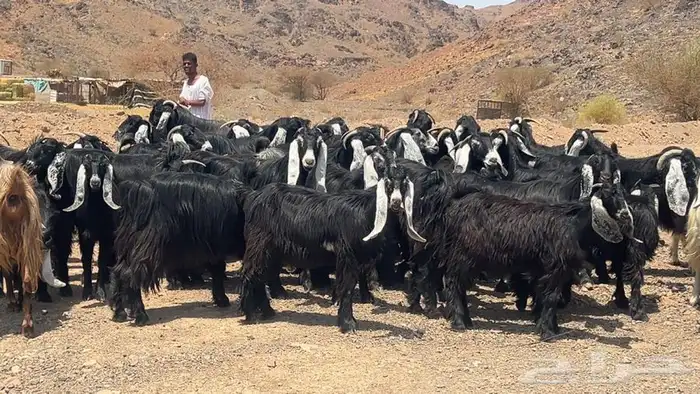 جفار عوارض صنف طيبه 3