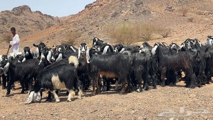 جفار عوارض صنف طيبه 6