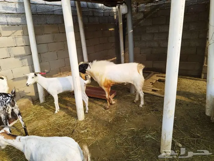 فحل بلدي 2