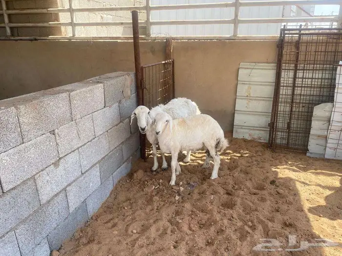 حريه والد 0