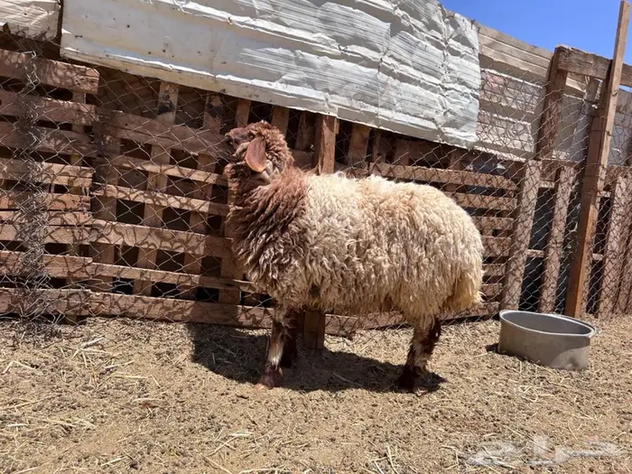 رخل جذعه طيبه 0
