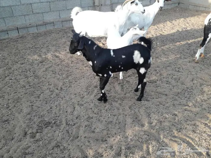 تيس جنوبي 0