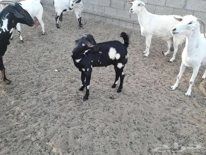 تيس جنوبي 1