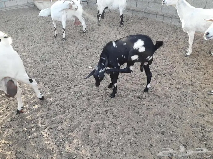تيس جنوبي 2
