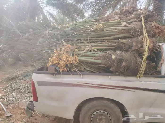 نخل للبيع مثمرة جميع المقاسات متوفره 1