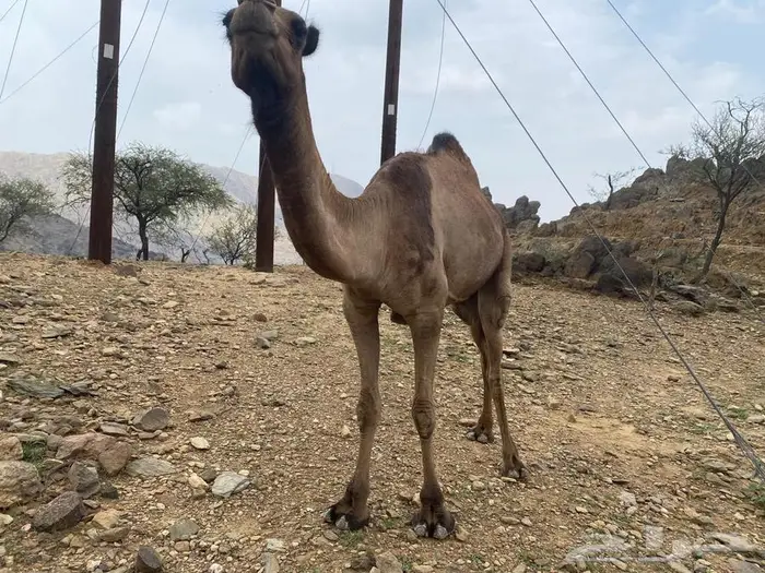 ابل للبيع 2