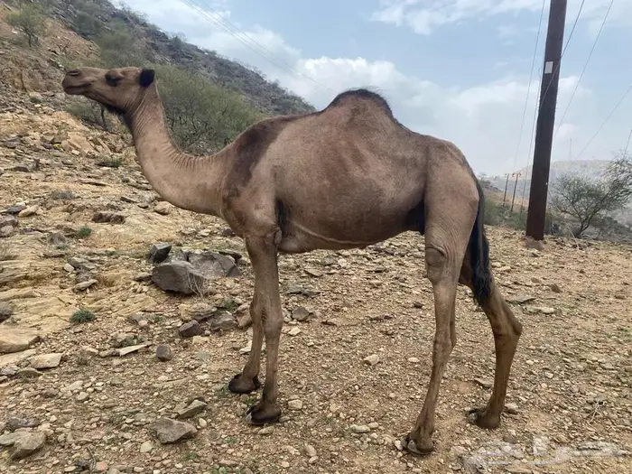 ابل للبيع 1
