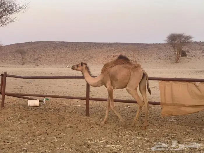 بكره هجن حقه تشرق لقيه 0