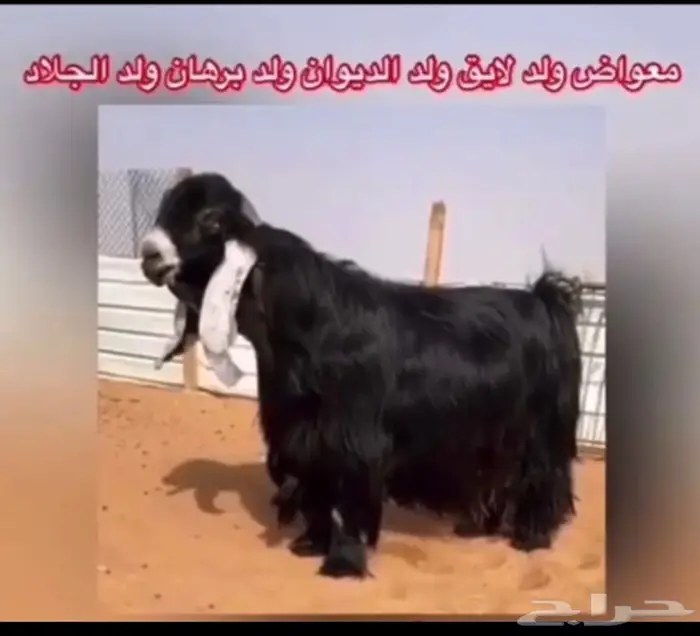 فحل عارضي صنف معرف 11