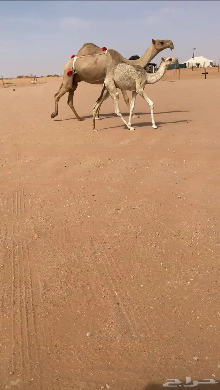 للبيع عشرا عونيه تحتها قعود 2