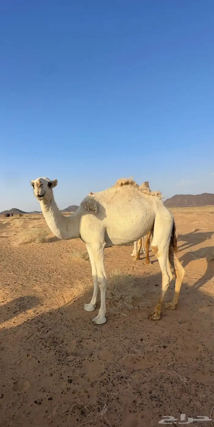 بكره حقه 2