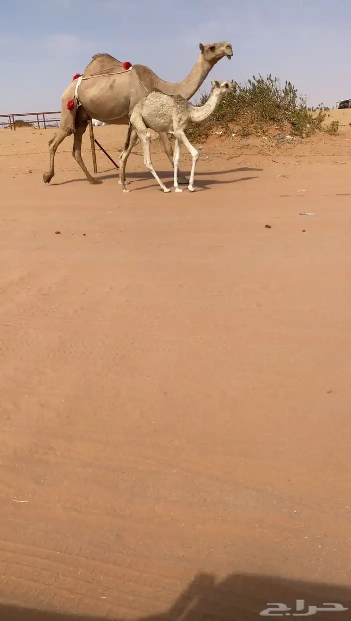 للبيع عشرا عونيه تحتها قعود 0