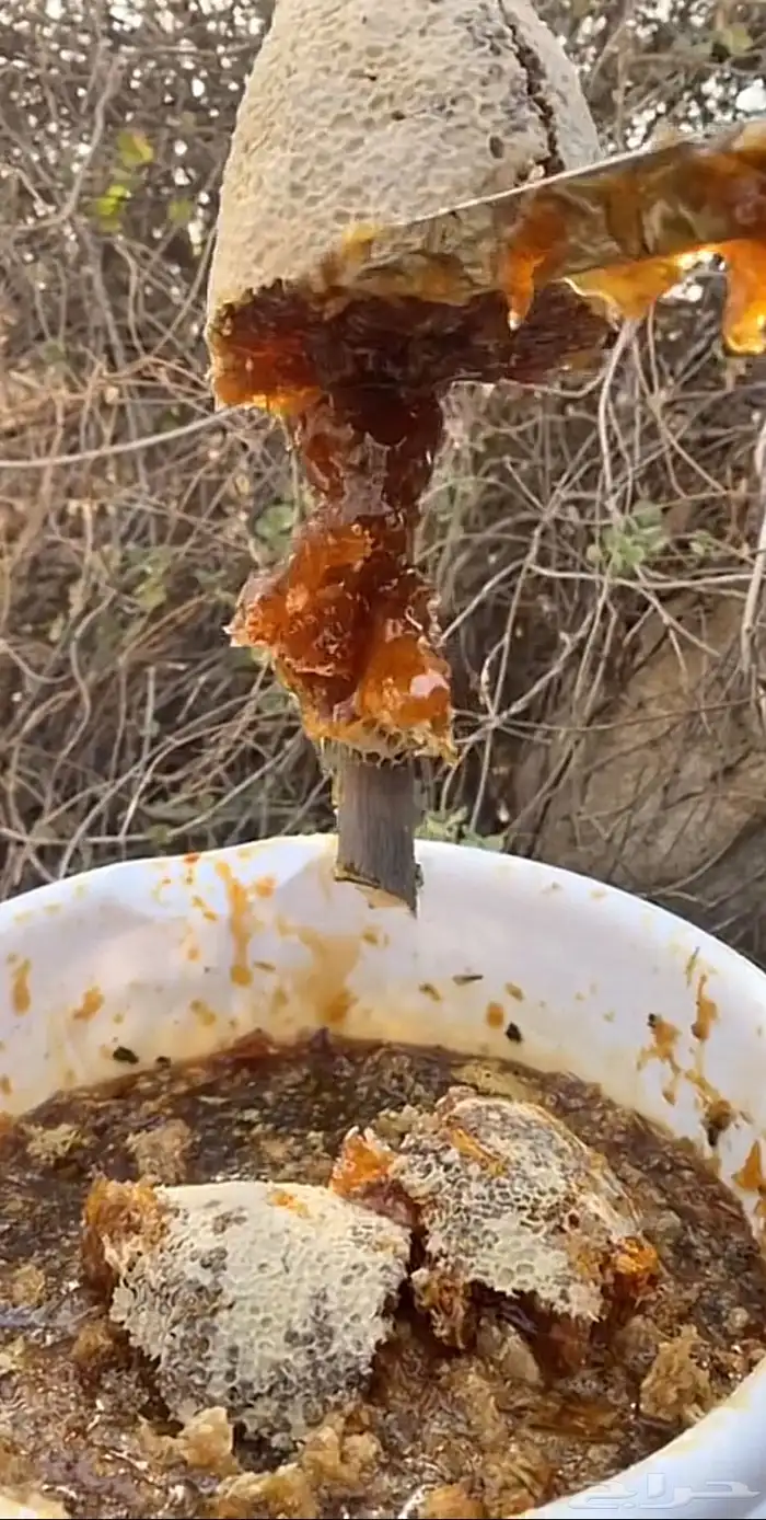 عسل النحل الجبلي الحر 6