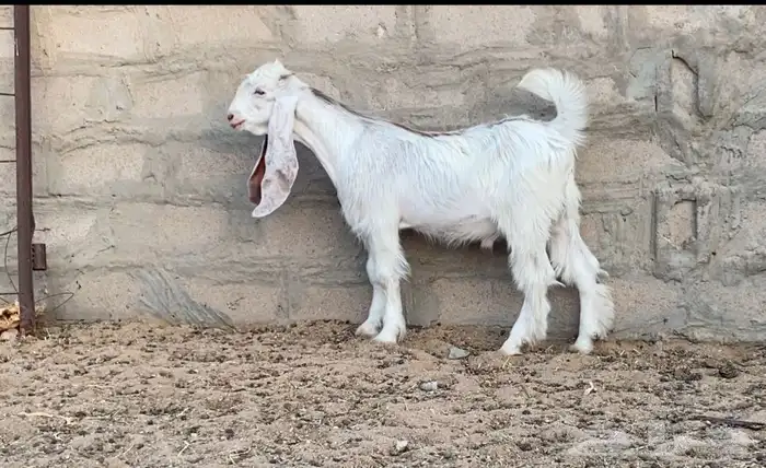 تيس عارضي كفو 1
