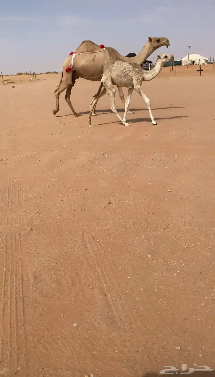 للبيع عشرا عونيه تحتها قعود 1