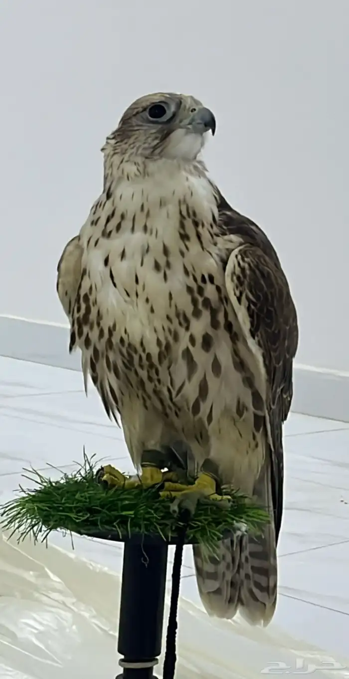 تاجير صقور للمناسبات والاحتفلات مع صقار 1