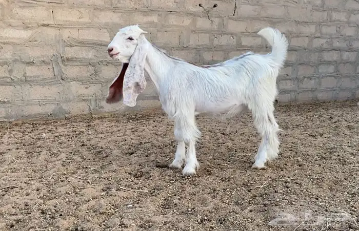 تيس عارضي كفو 5