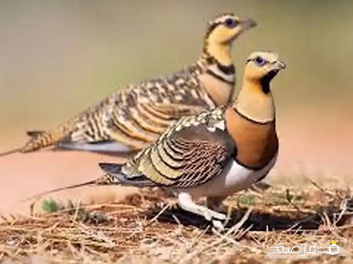 قطاء نغاق 0