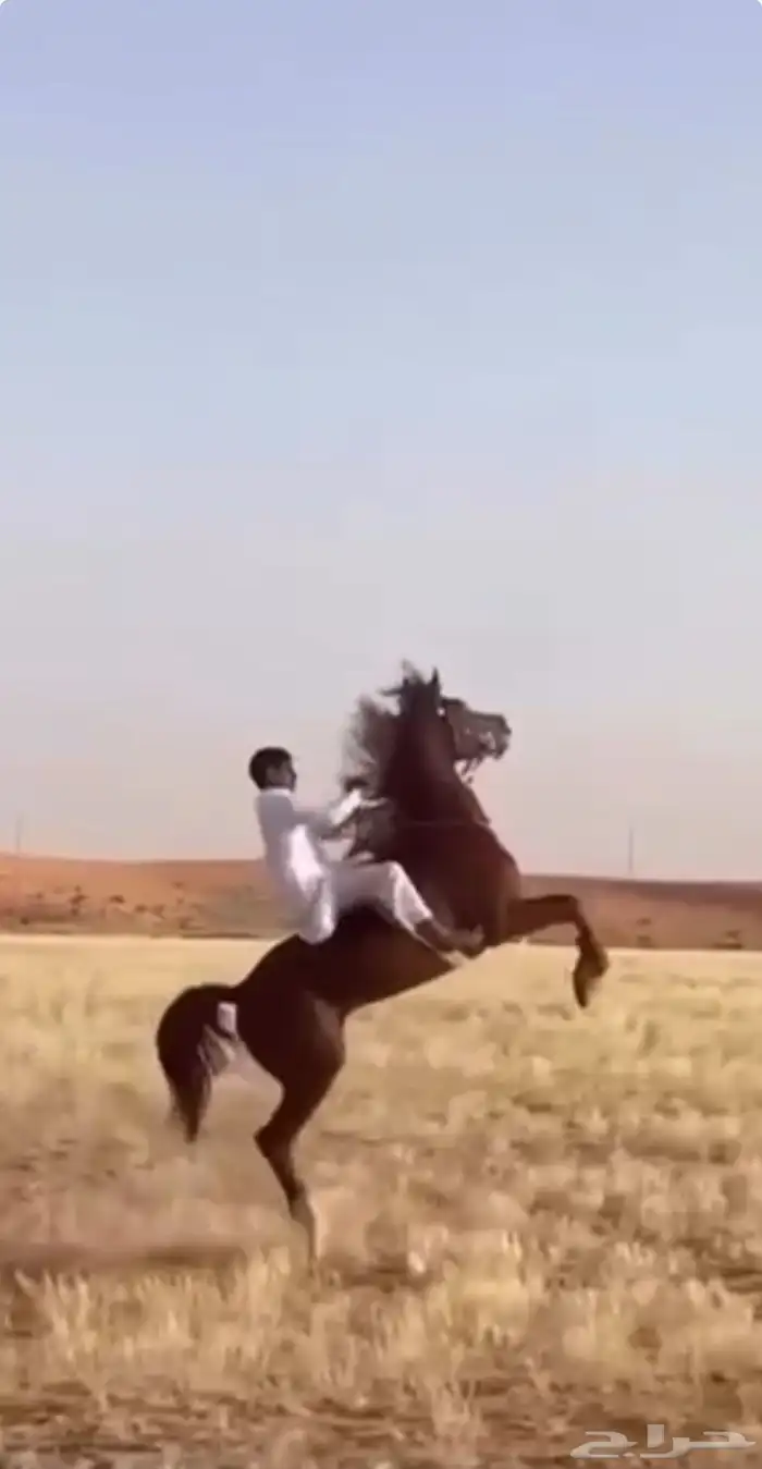 للبيع حصان شعبي كفو 3
