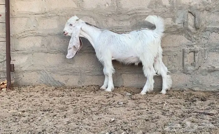 تيس عارضي كفو 4