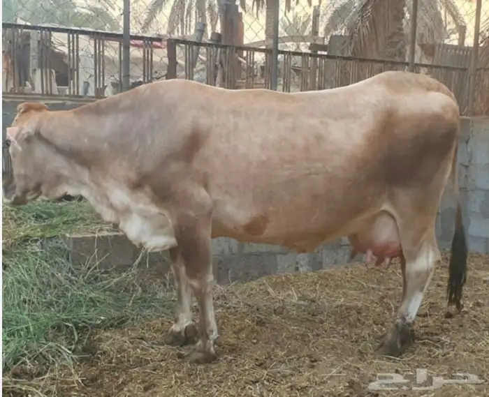 بقرة جرسية فاخره 1