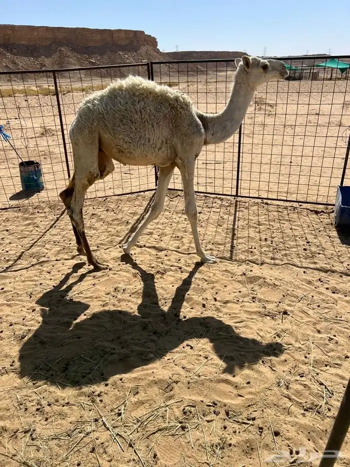 للبيع قعدان 13