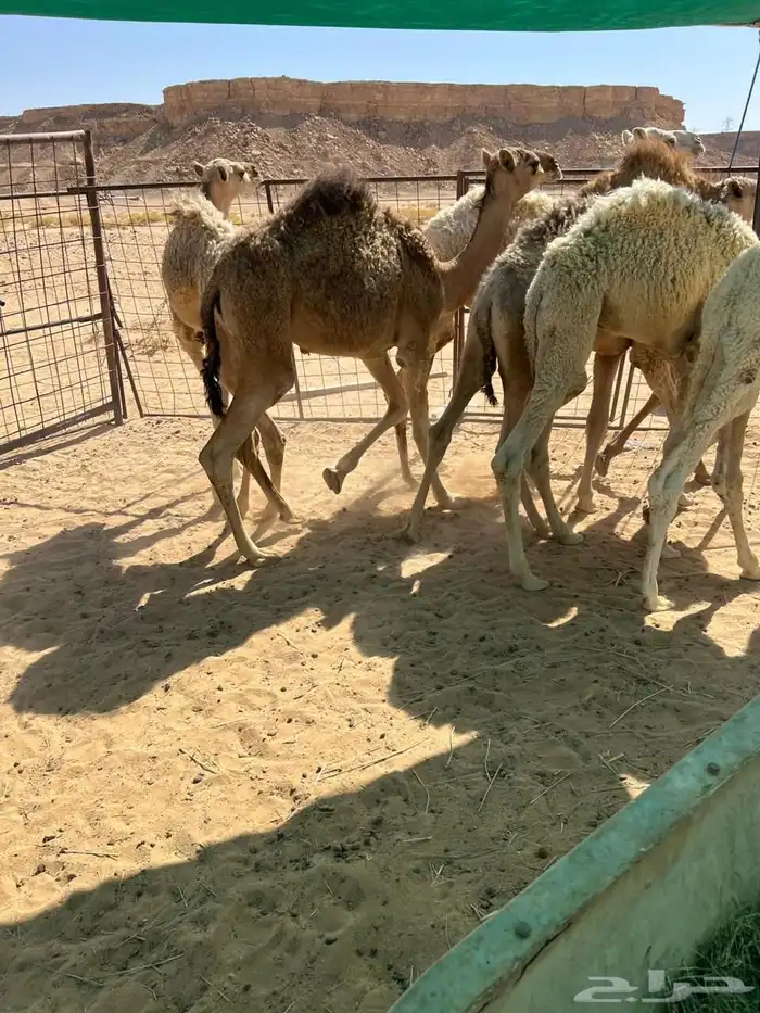 للبيع قعدان 6