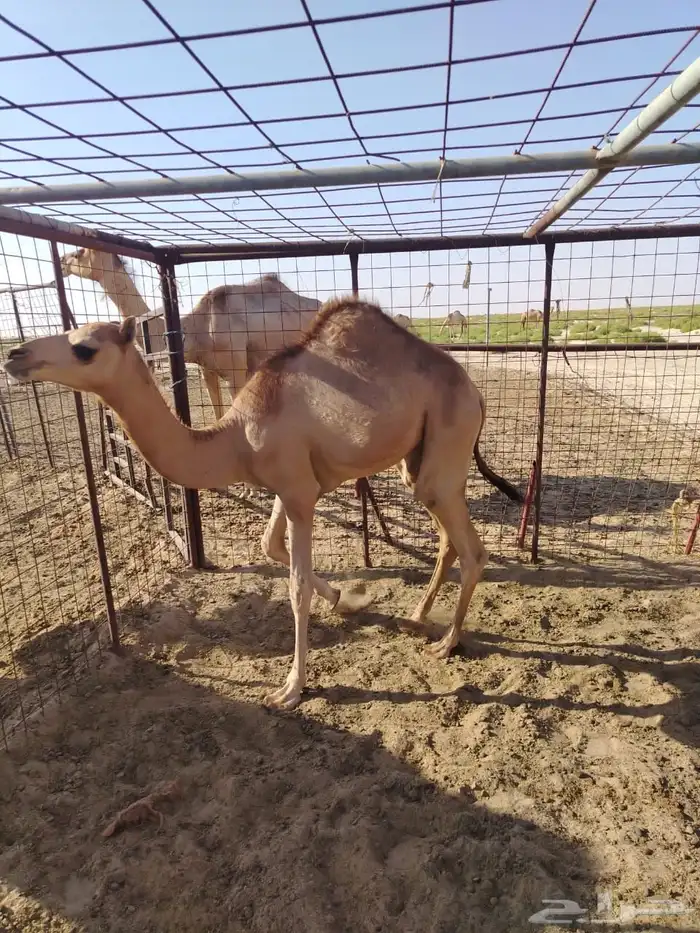حاشي طيب 0