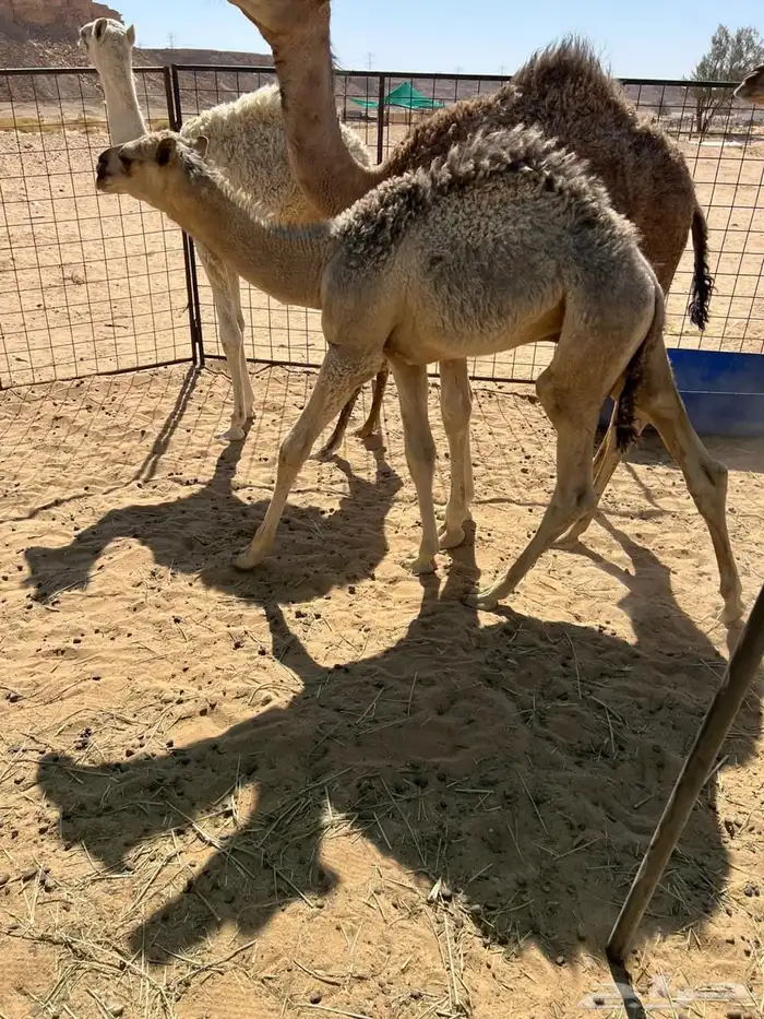 للبيع قعدان 12