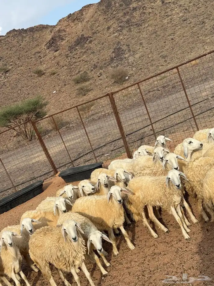 رخال جذعات فواخر طيبه 0