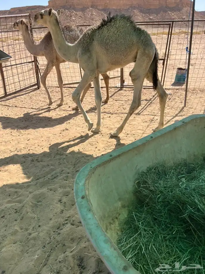 للبيع قعدان 8