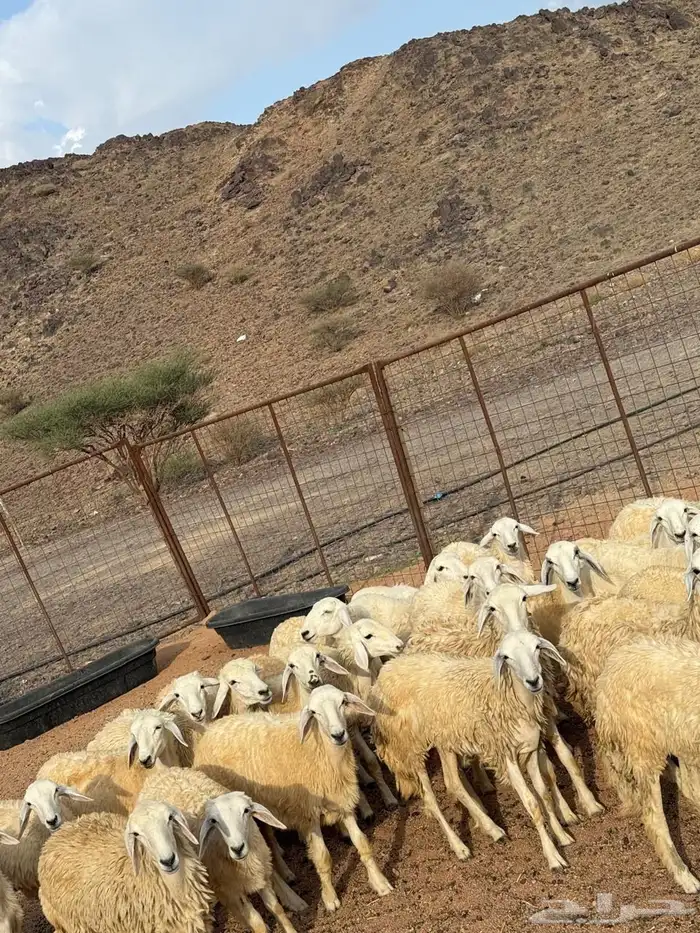 رخال جذعات فواخر طيبه 1