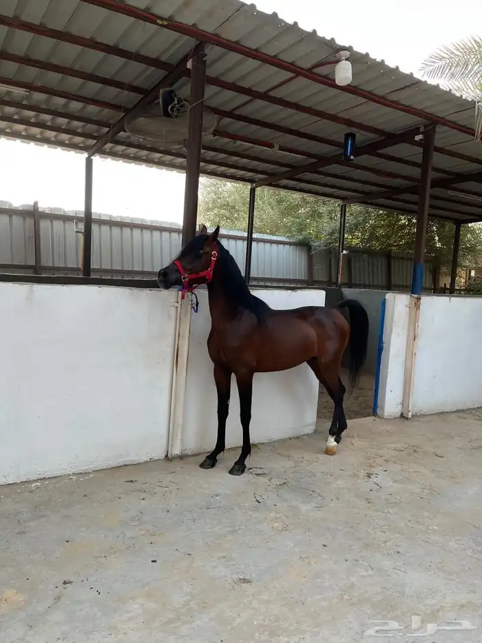 حصان واهو البيع شعبي 3