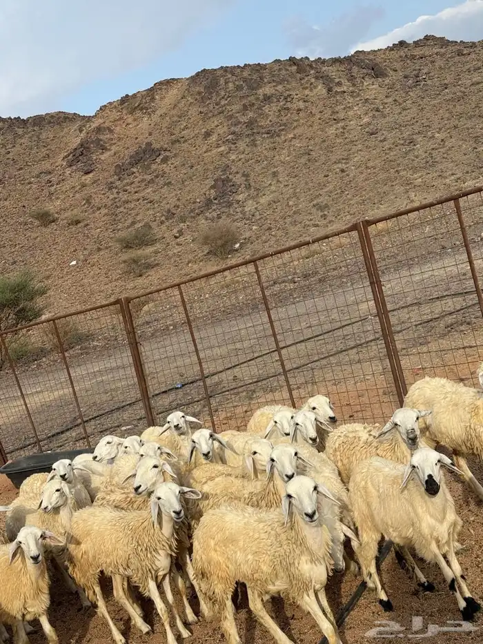 رخال جذعات فواخر طيبه 4