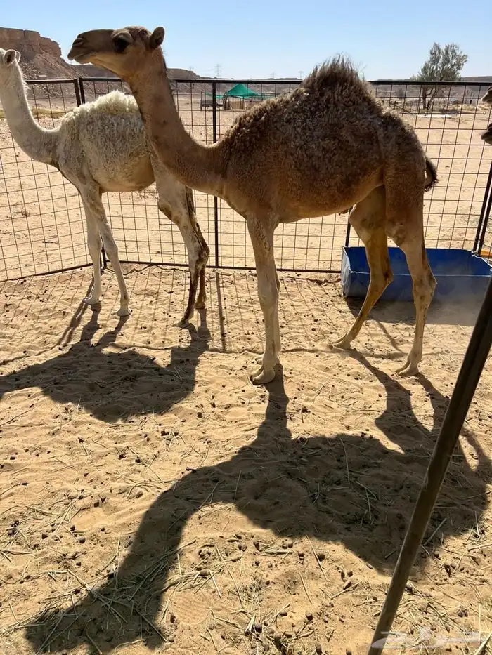 للبيع قعدان 11