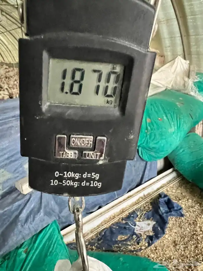 دجاج لاحم للبيع الموقع الخرج التواصل وتس 2
