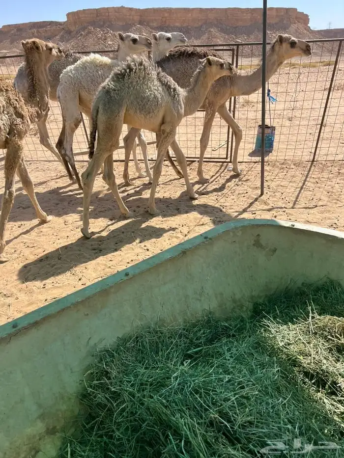 للبيع قعدان 7
