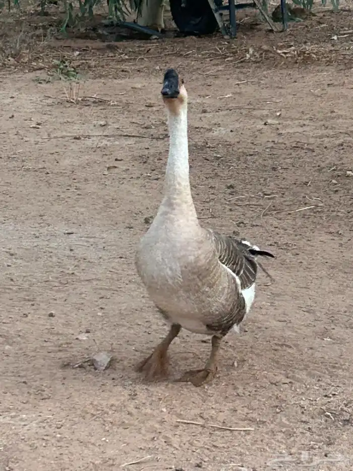 وز عراقي 3