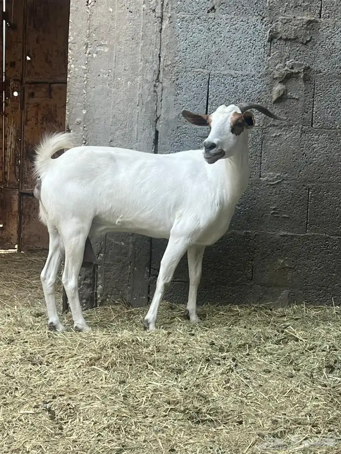 عنز رباع بيشيه باذن الله دفيع على تيس هولندي صنف معرف 0